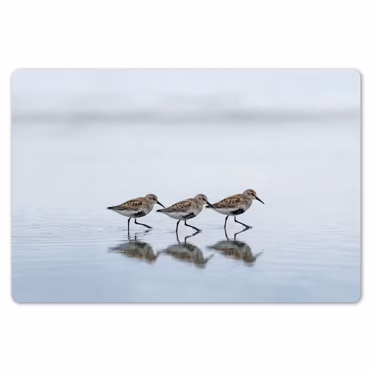 Placemat - 6 stuks - Vogels - Water - Grijs — 7