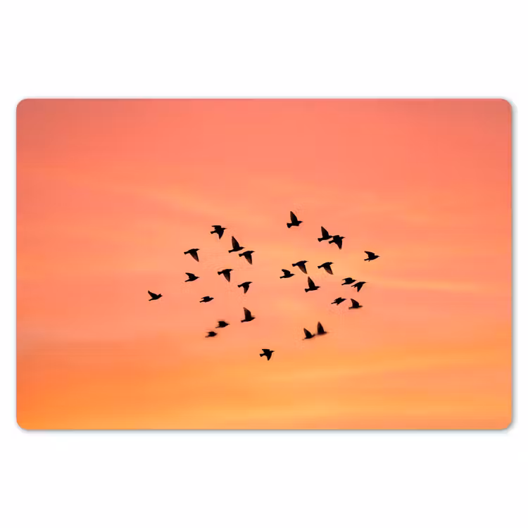 Placemat - 6 stuks - Zwerm - Vogels - Oranje — 7