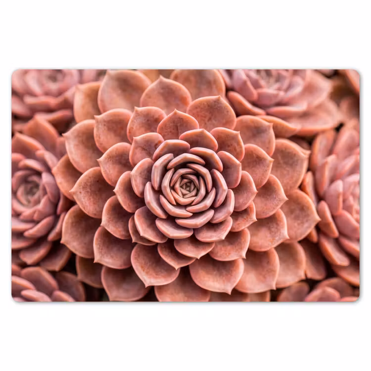 Placemat - 6 stuks - Vetplant - Organisch - Roze — 7