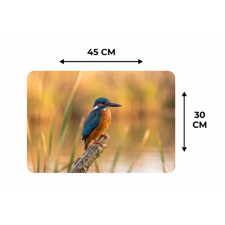 Placemat - 6 stuks - IJsvogel - Tak - Water - Kleurrijk - Levendig — 3