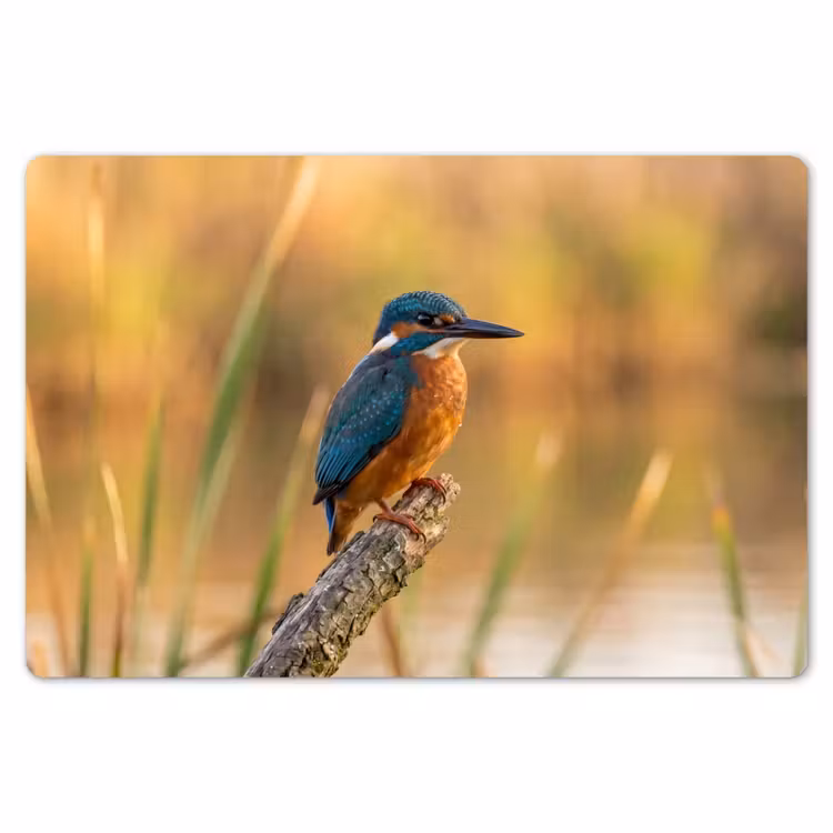 Placemat - 6 stuks - IJsvogel - Tak - Water - Kleurrijk - Levendig — 7