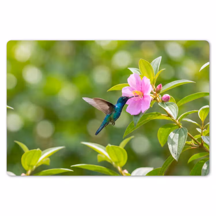 Placemat - 6 stuks - Kolibrie - Bloem - Natuur - Groen — 7