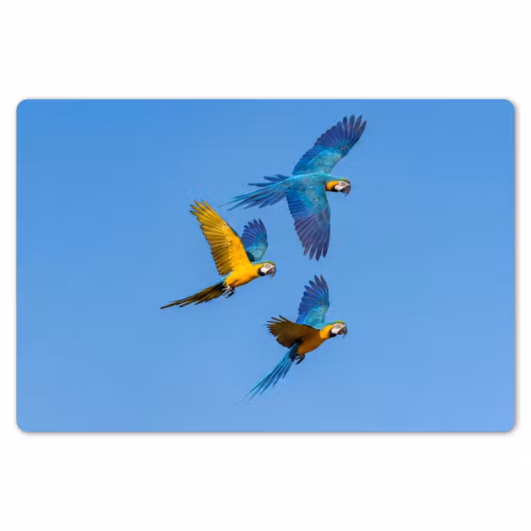 Placemat - 6 stuks - Papagaai - Vliegen - Blauw - Geel — 7