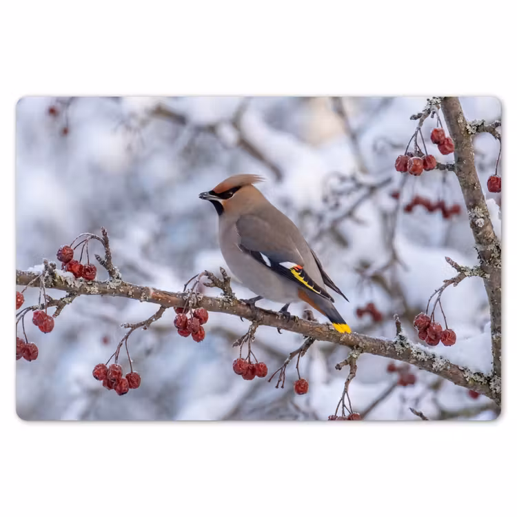 Placemat - 6 stuks - Pestvogel - Bessen - Winter - Natuur — 7
