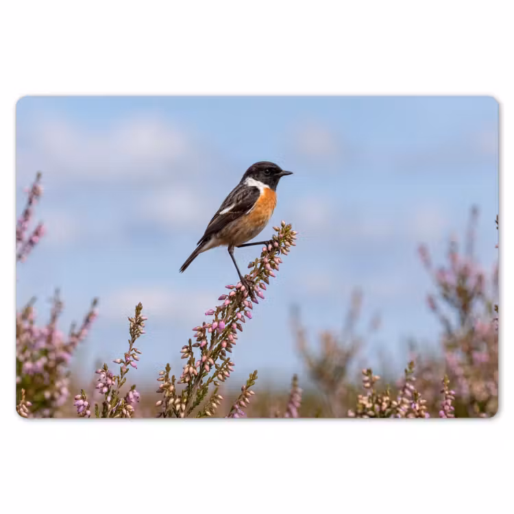Placemat - 6 stuks - Roodborsttapuit - Heide - Paars - Natuur - Sfeervol — 7