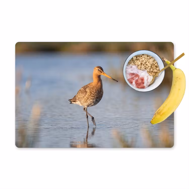 Placemat - 6 stuks - Vogel - Steltloper - Water - Natuur — 1