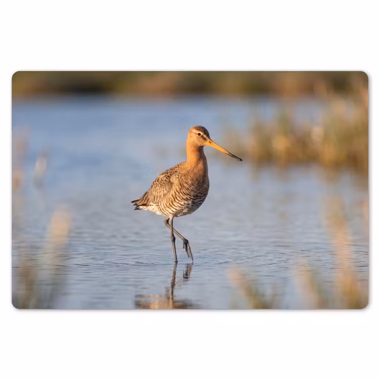 Placemat - 6 stuks - Vogel - Steltloper - Water - Natuur — 7