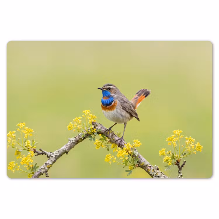 Placemat - 6 stuks - Vogel - Tak - Natuur - Kleurrijk — 7