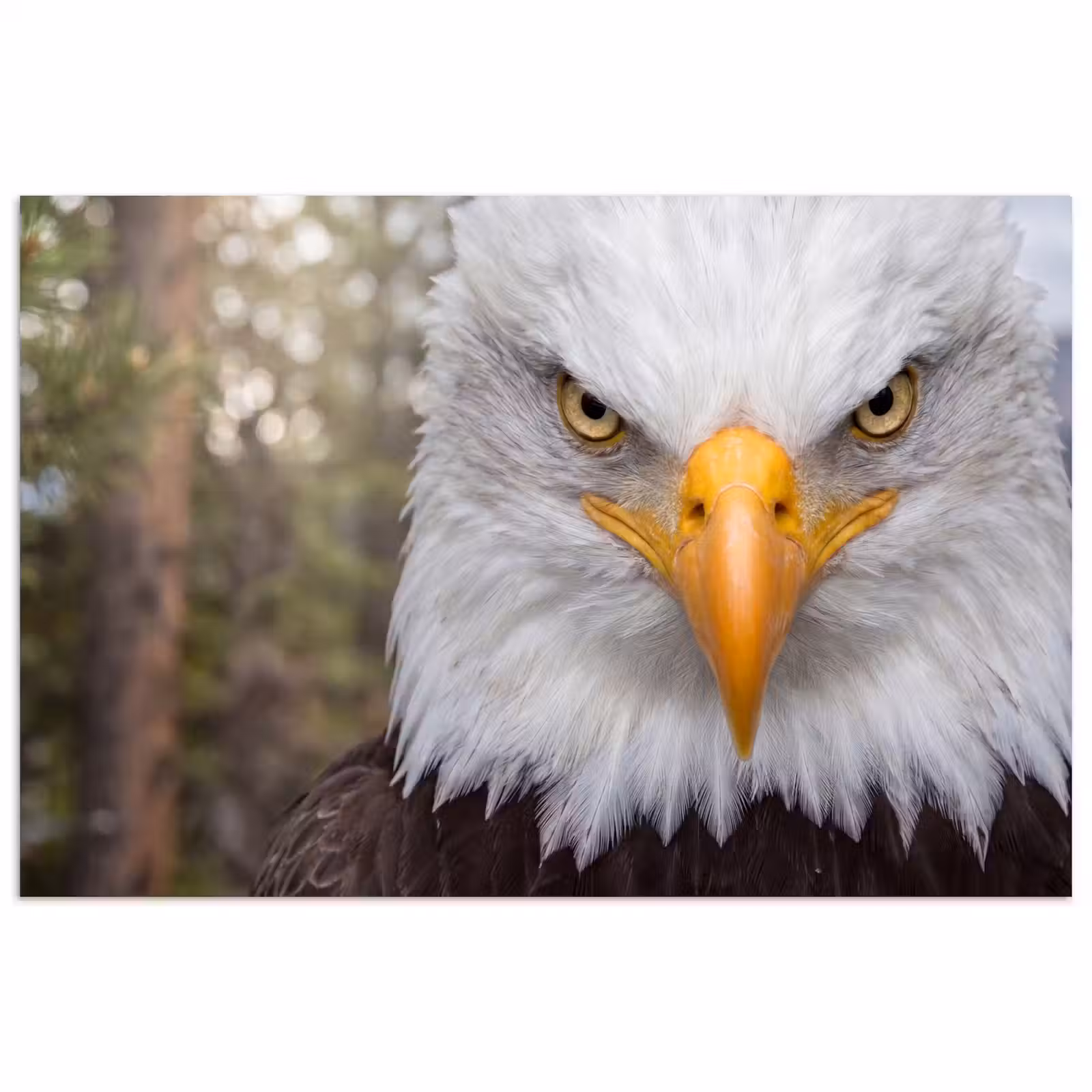 Poster - Amerikaans - Zeearend - Portret - Geel — 1