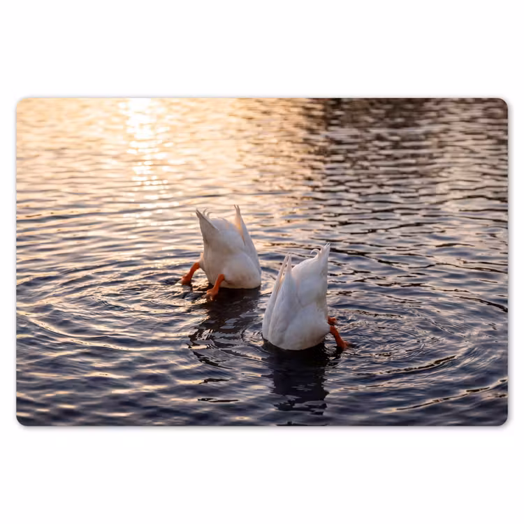Placemat - 6 stuks - Eenden - Water - Natuur — 7