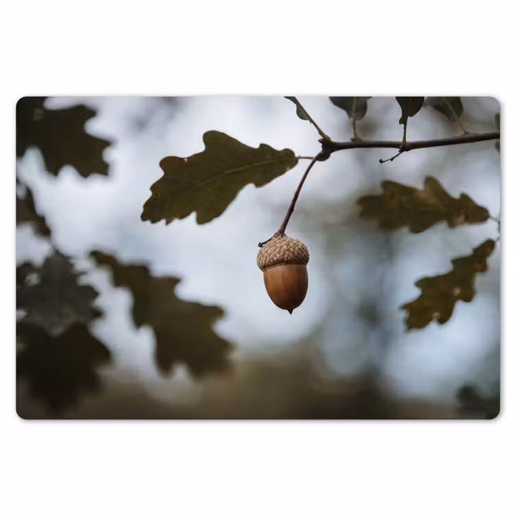 Placemat - 6 stuks - Eikel - Eikenblad - Bos - Herfst - Natuur — 7