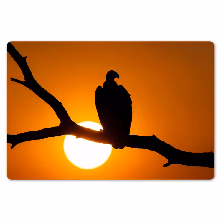 Placemat - 6 stuks - Gier - Tak - Zon - Oranje — 7