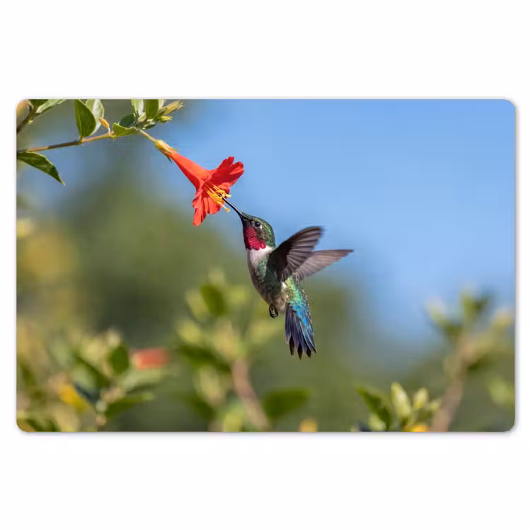 Placemat - 6 stuks - Kolibrie - Bloem - Natuur - Groen — 7