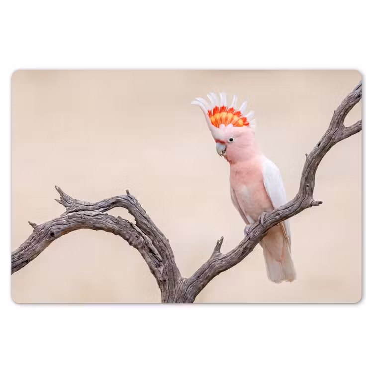 Placemat - 6 stuks - Papagaai - Tak - Roze — 7