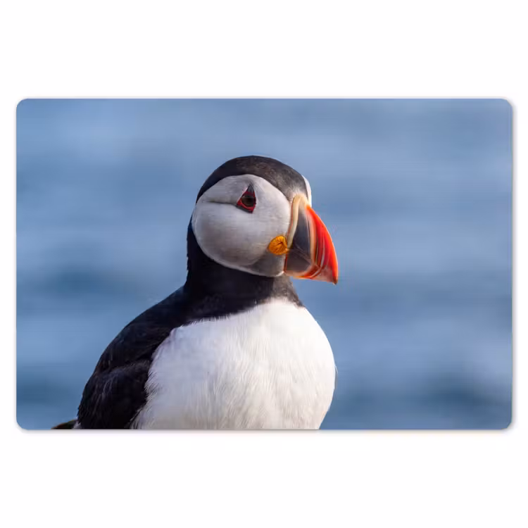 Placemat - 6 stuks - Papegaaiduiker - Portret - Natuur — 7