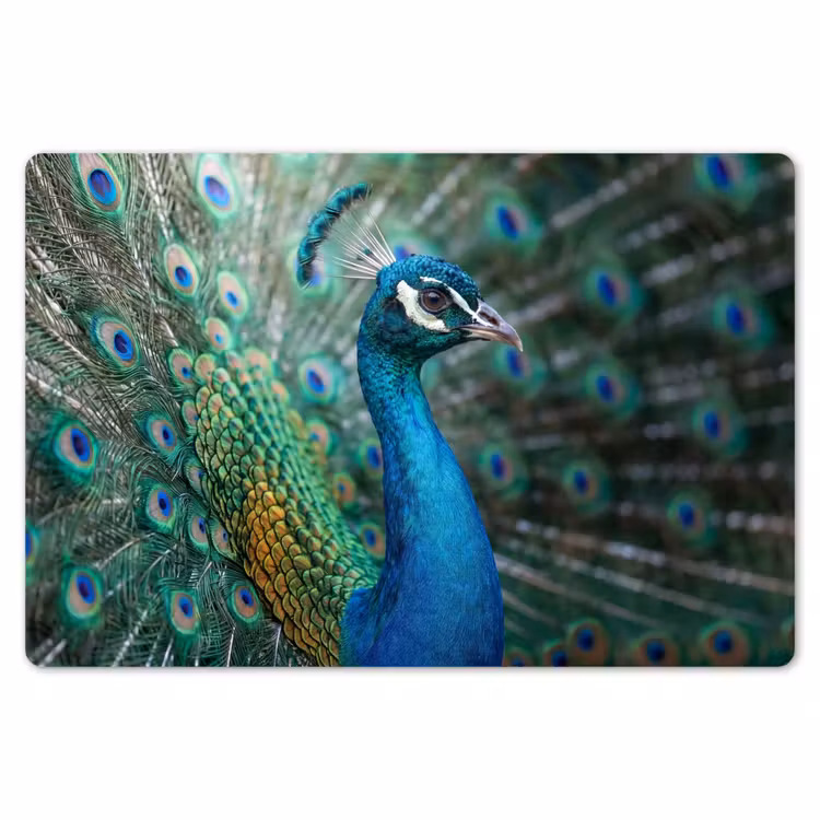 Placemat - 6 stuks - Pauw - Veren - Blauw — 7