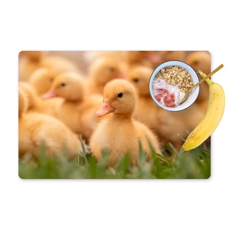 Placemat - 6 stuks - Pijltje - Eend - Natuur - Geel — 1