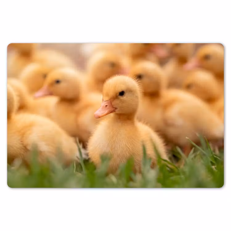 Placemat - 6 stuks - Pijltje - Eend - Natuur - Geel — 7