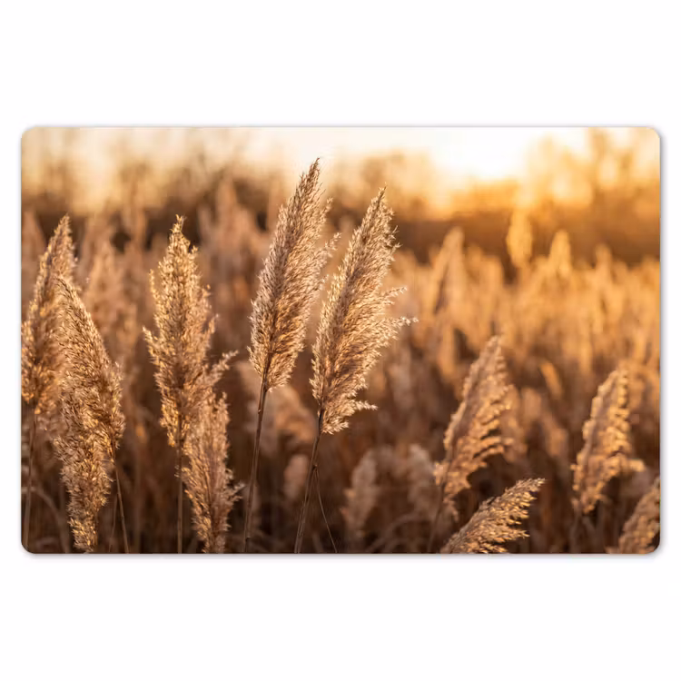 Placemat - 6 stuks - Rietpluimen - Gras - Zonsondergang - Goud - Serene — 7