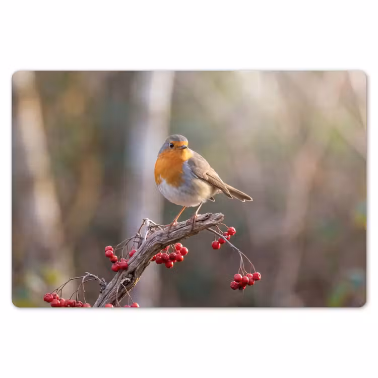 Placemat - 6 stuks - Roodborst - Tak - Bessen - Natuur — 7