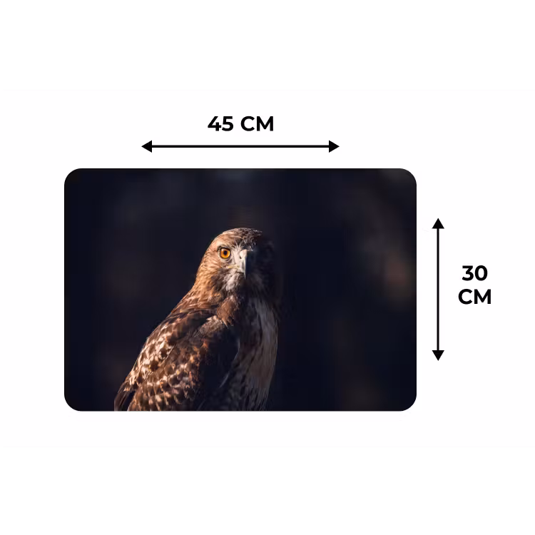 Placemat - 6 stuks - Roofvogel - Buizerd - Bruin — 3