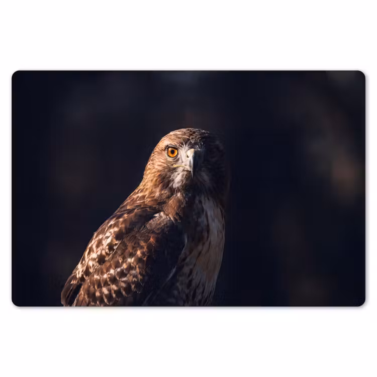Placemat - 6 stuks - Roofvogel - Buizerd - Bruin — 7