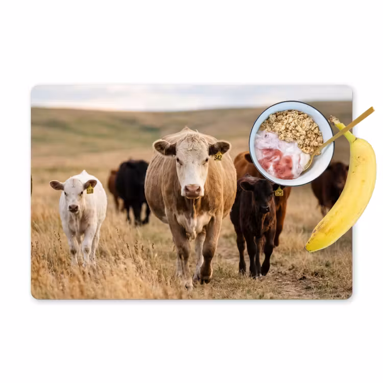 Placemat - 6 stuks - Runderen - Kudde - Landschap - Weide - Rustig — 1