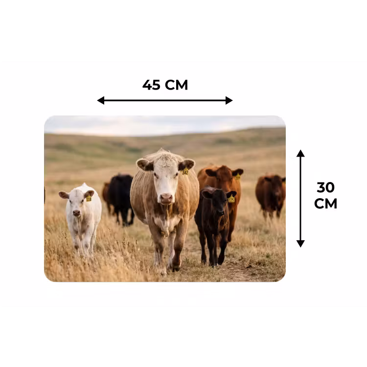 Placemat - 6 stuks - Runderen - Kudde - Landschap - Weide - Rustig — 3
