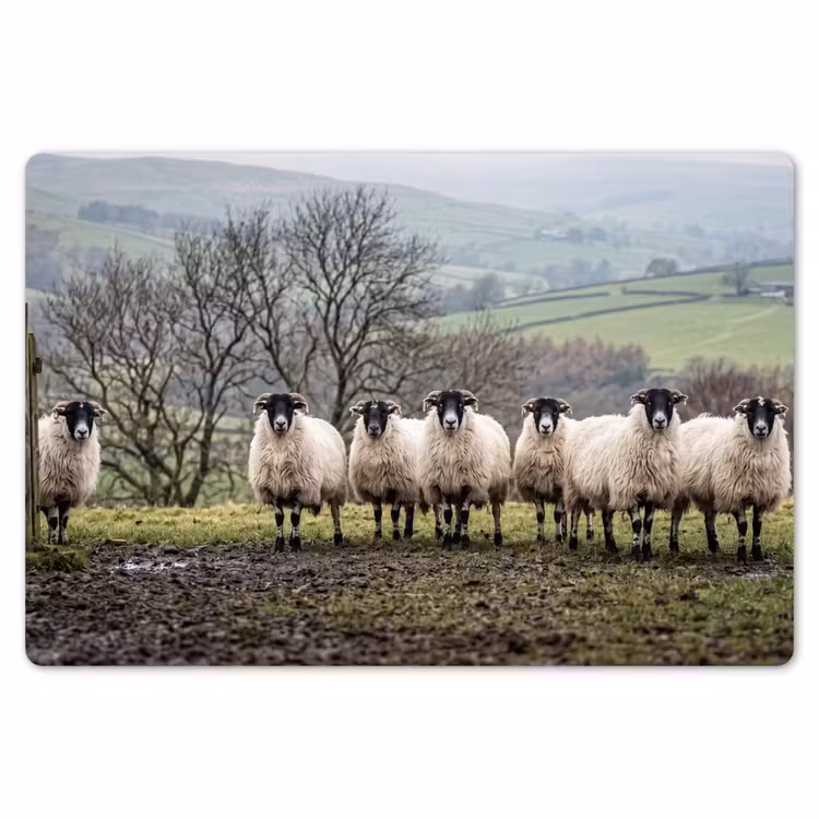 Placemat - 6 stuks - Schapen - Rij - Weide - Dieren - Platteland — 7