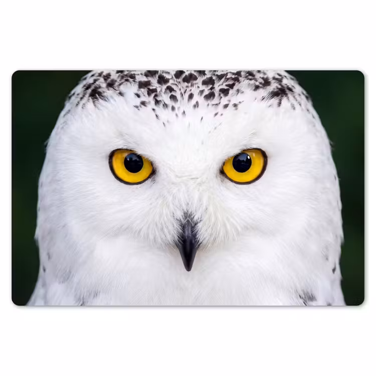 Placemat - 6 stuks - Sneeuwuil - Portret - Geel — 7