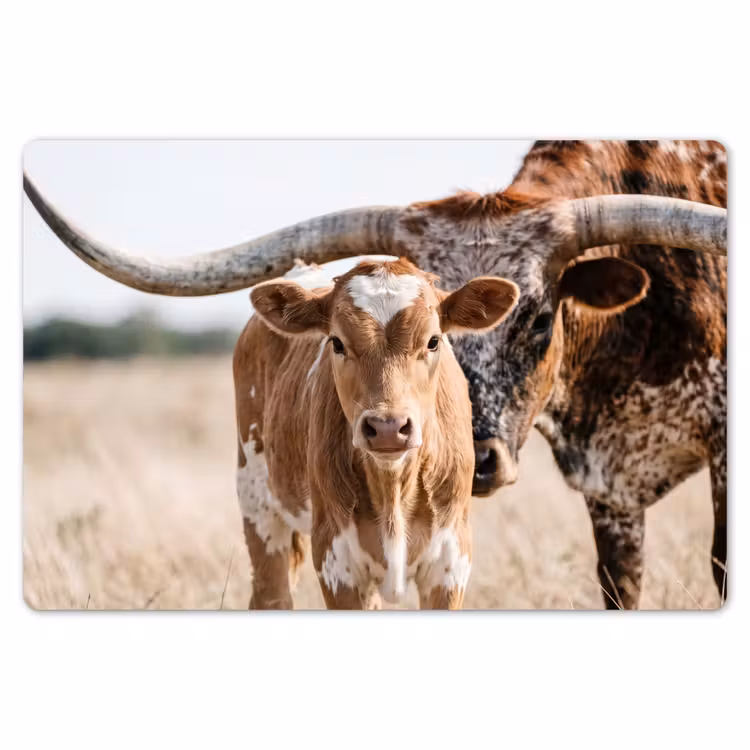 Placemat - 6 stuks - Texas Longhorn - Kalf - Weide - Dieren — 7