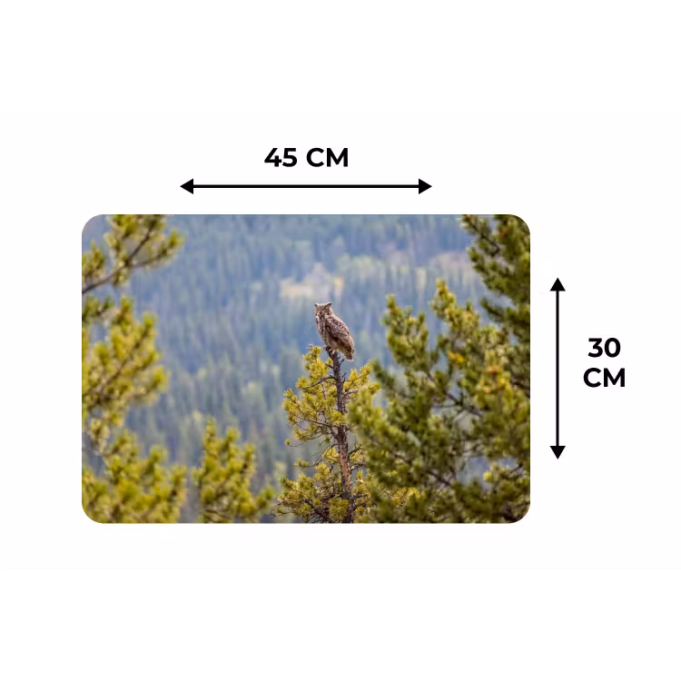 Placemat - 6 stuks - Uil - Oehoe - Bomen - Natuur — 3