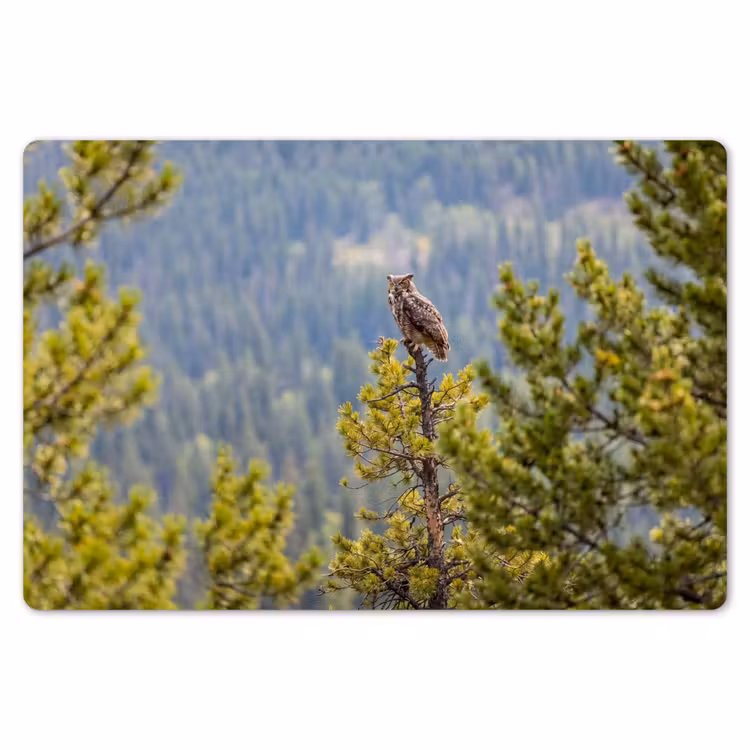 Placemat - 6 stuks - Uil - Oehoe - Bomen - Natuur — 7