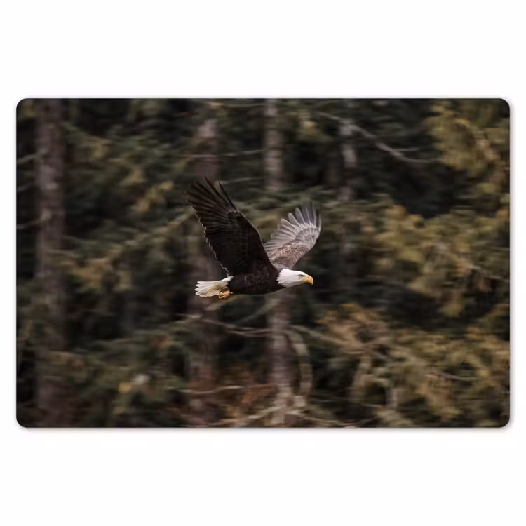 Placemat - 6 stuks - Zeearend - Vliegen - Bos - Natuur — 7