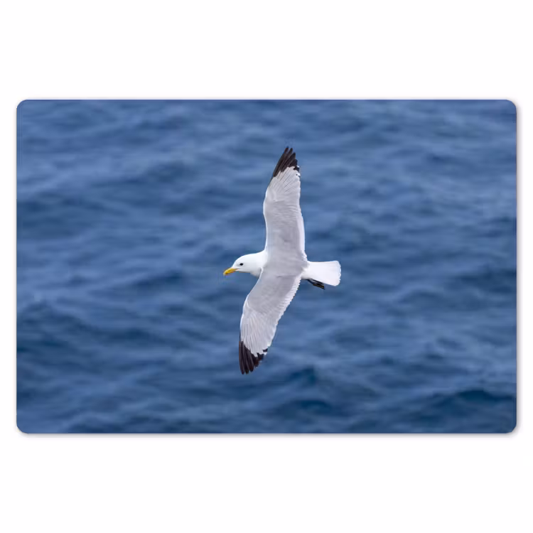 Placemat - 6 stuks - Zeemeeuw - Oceaan - Blauw — 7