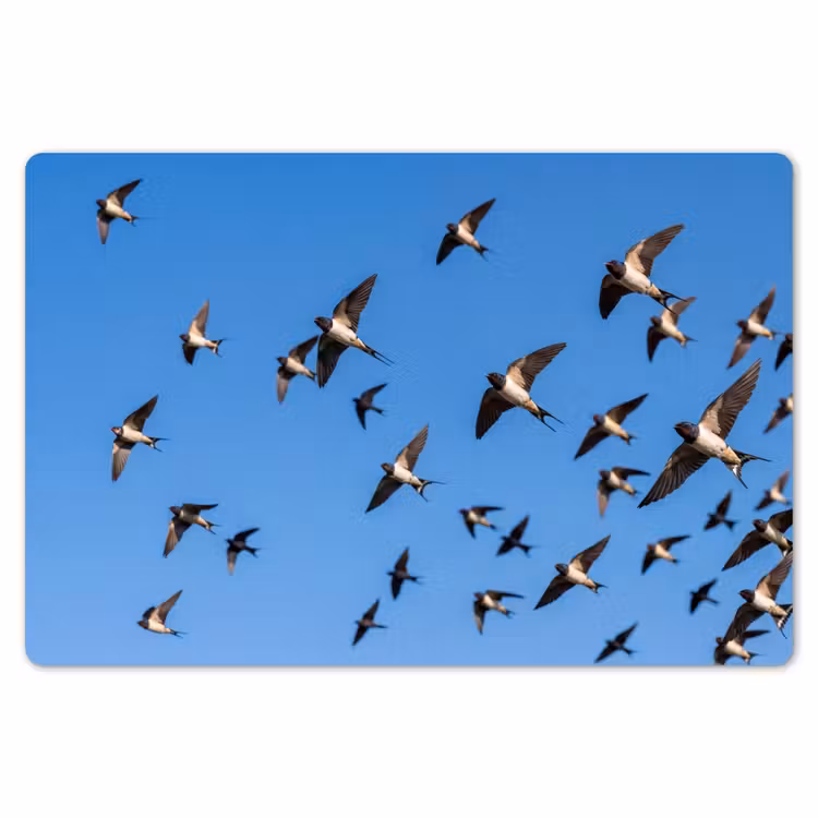 Placemat - 6 stuks - Zwaluwen - Vliegen - Blauw — 7