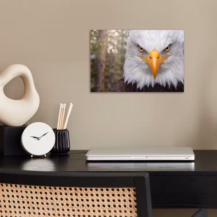 Poster - Amerikaans - Zeearend - Portret - Geel — 2