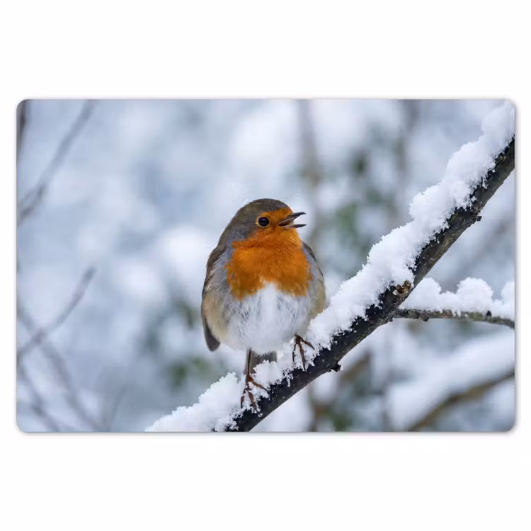 Placemat - 6 stuks - Roodborstje - Tak - Sneeuw - Winter - Levendig — 7