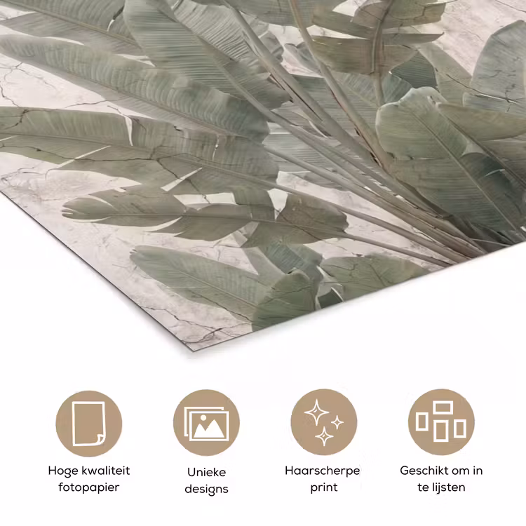 Poster - Bananenbladeren - Beton - Groen — 5
