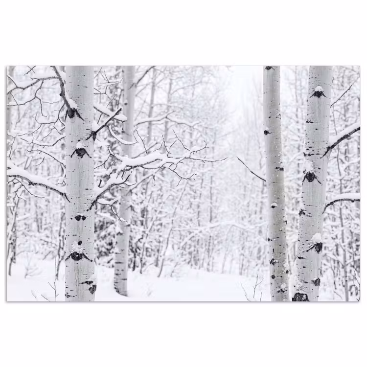 Poster - Berkenbomen - Sneeuw - Winter - Bos - Wit — 1