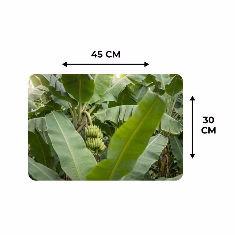 Placemat - 6 stuks - Eten - Bananen - Plantage - Groen — 3