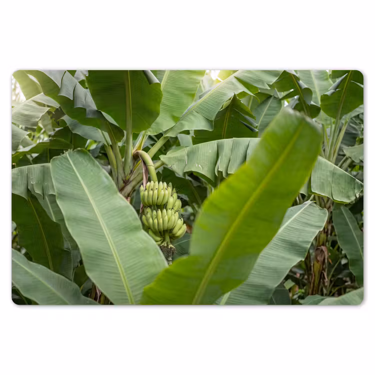 Placemat - 6 stuks - Eten - Bananen - Plantage - Groen — 7