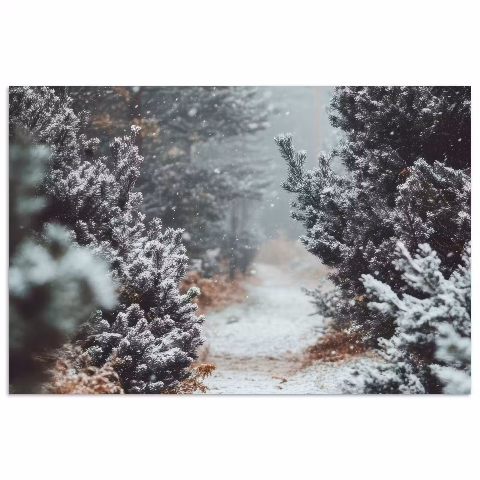 Poster - Bos - Winter - Bomen - Natuur - Pad - Sneeuw — 1