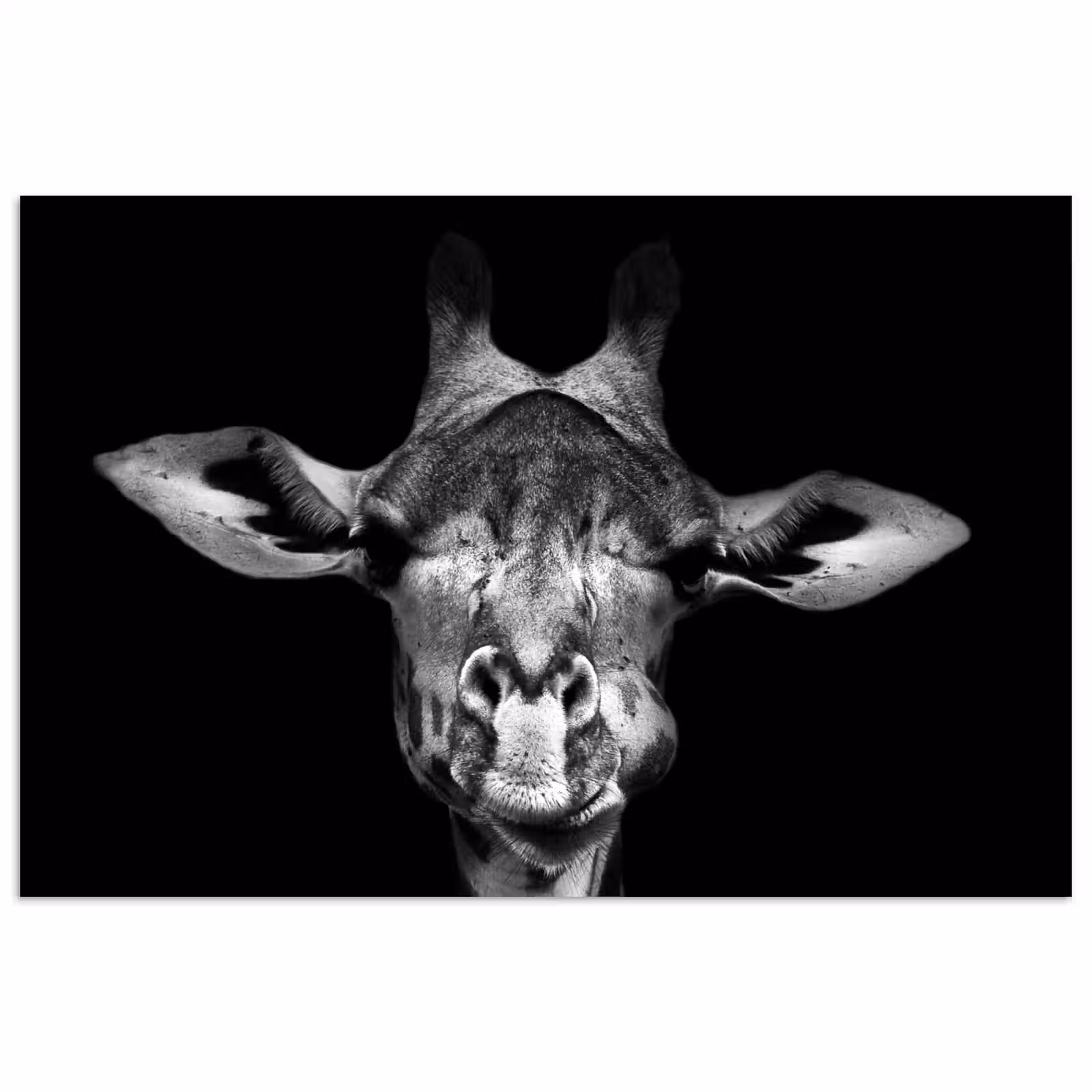 Poster - Giraffe - Portret - Dieren - Zwart - Wit — 1