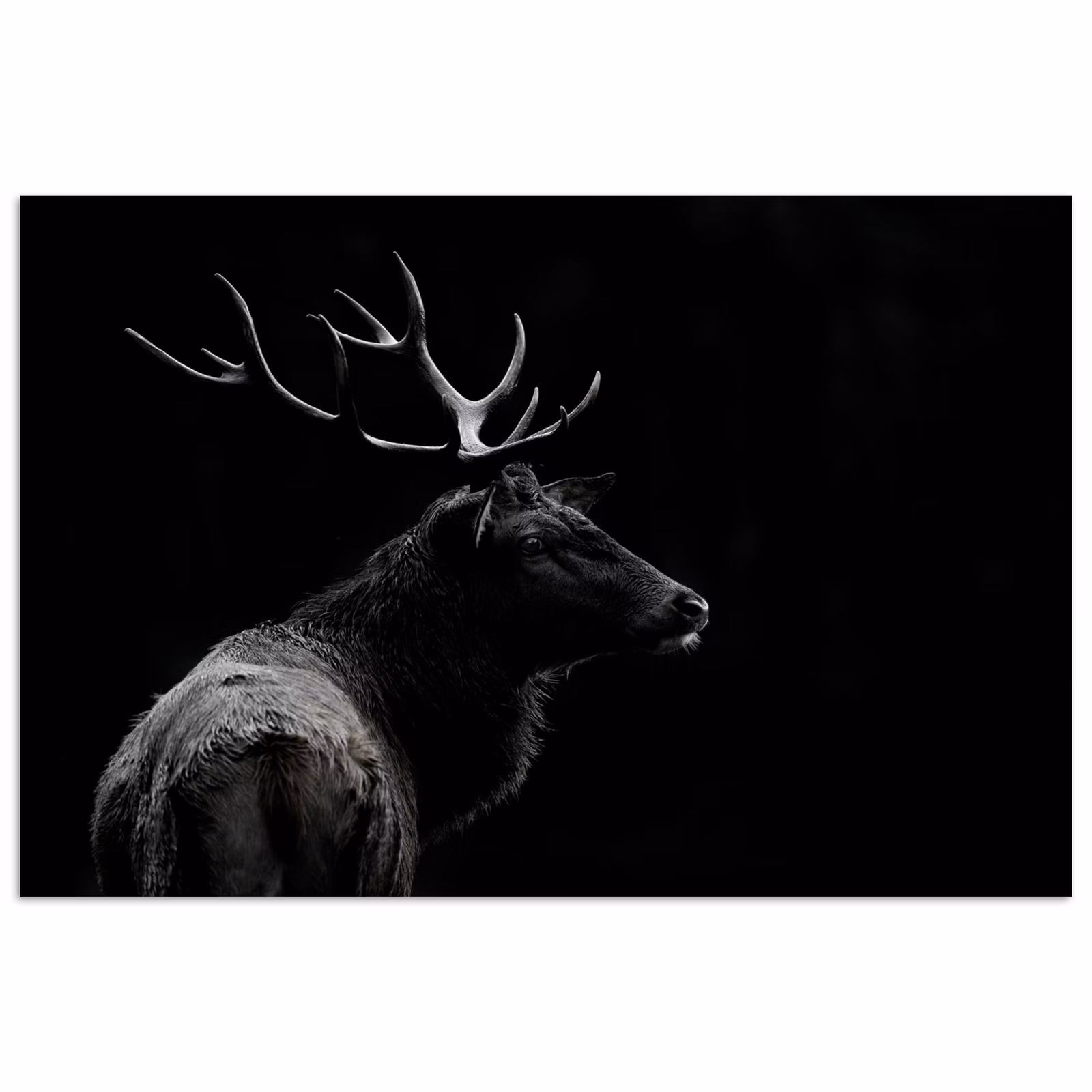 Poster - Hert - Zwart - Portret - Gewei - Dieren — 1