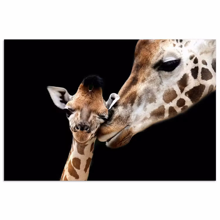 Poster - Giraffe - Dieren - Zwart - Portret - Dieren — 1
