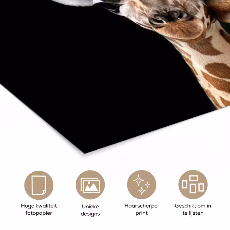 Poster - Giraffe - Dieren - Zwart - Portret - Dieren — 5