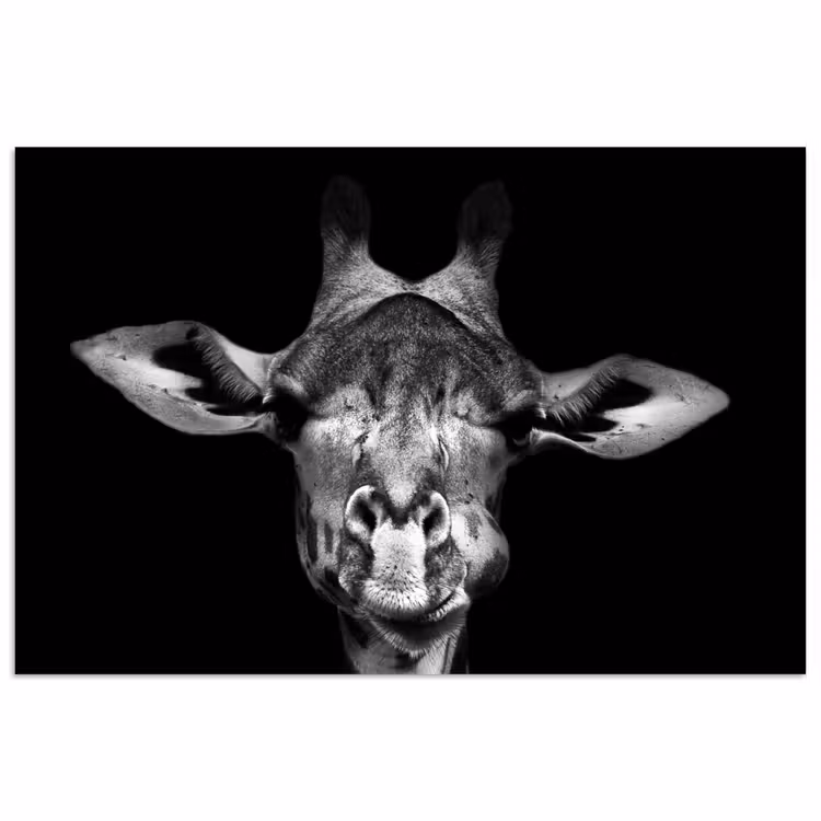 Poster - Giraffe - Portret - Dieren - Zwart - Wit — 1