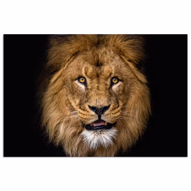 Poster - Leeuw - Portret - Zwart - Dieren — 1