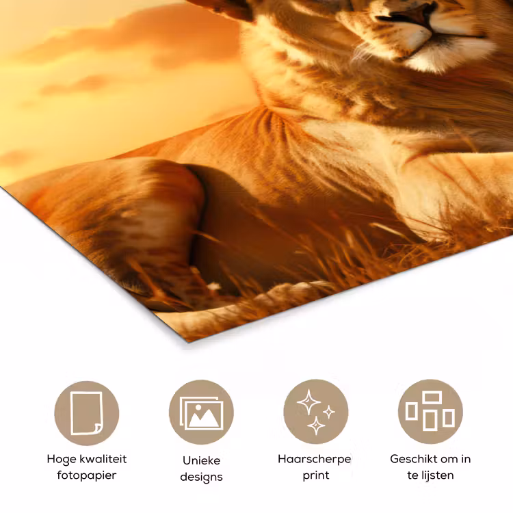 Poster - Leeuwen - Zonsondergang - Afrika - Savanne - Dieren — 5